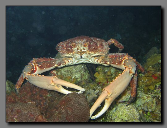 king crab male